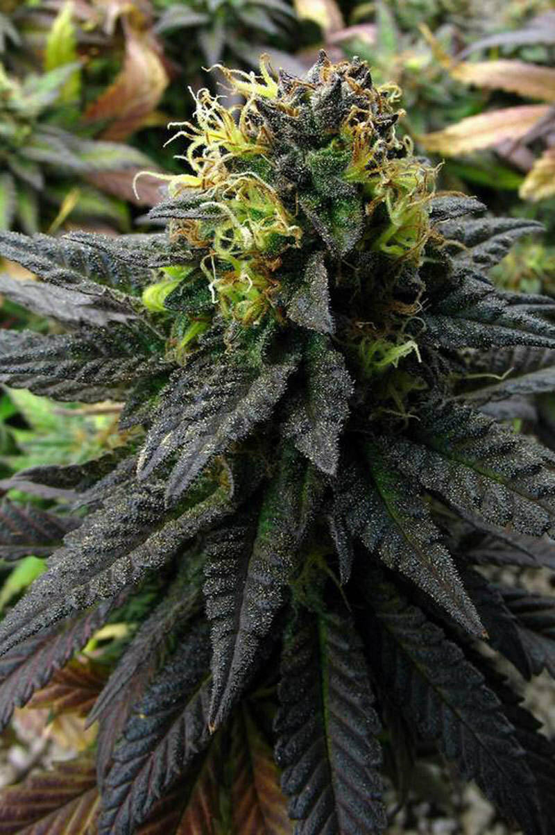 TGA Subcool Seeds - Deep Purple (reg.)