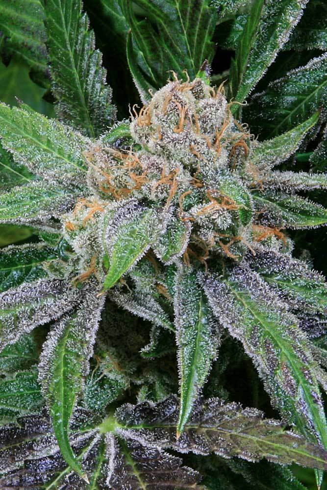 TGA Subcool Seeds - Grape Inferno (reg.)