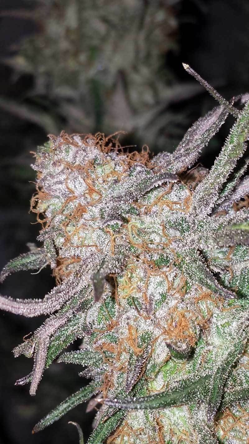 TGA Subcool Seeds - Hurkle (reg.)