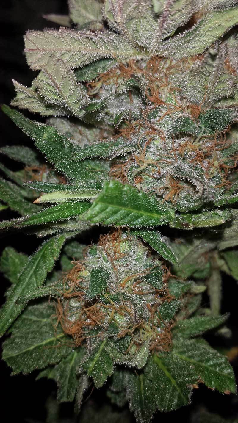 TGA Subcool Seeds - Hurkle (reg.)