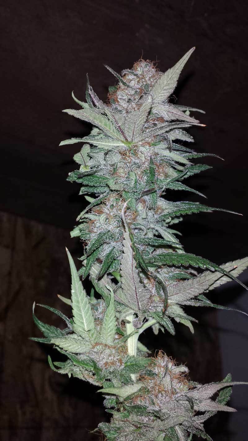 TGA Subcool Seeds - Hurkle (reg.)