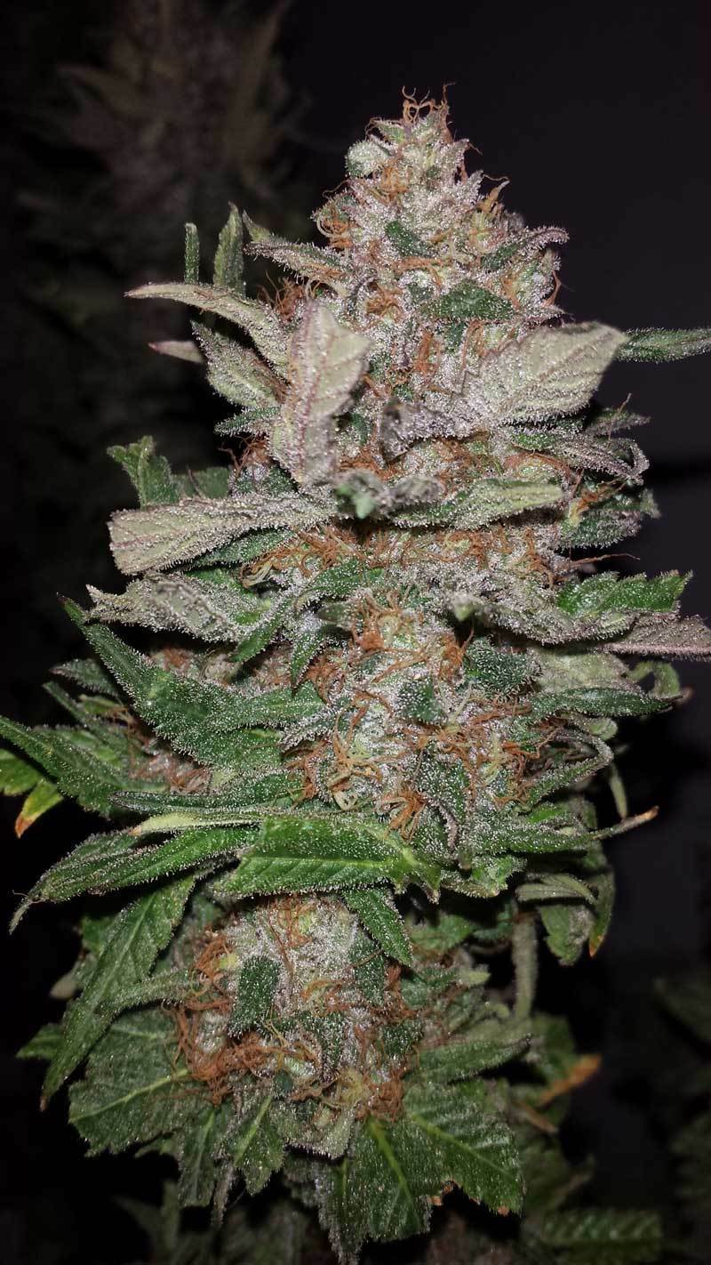 TGA Subcool Seeds - Hurkle (reg.)