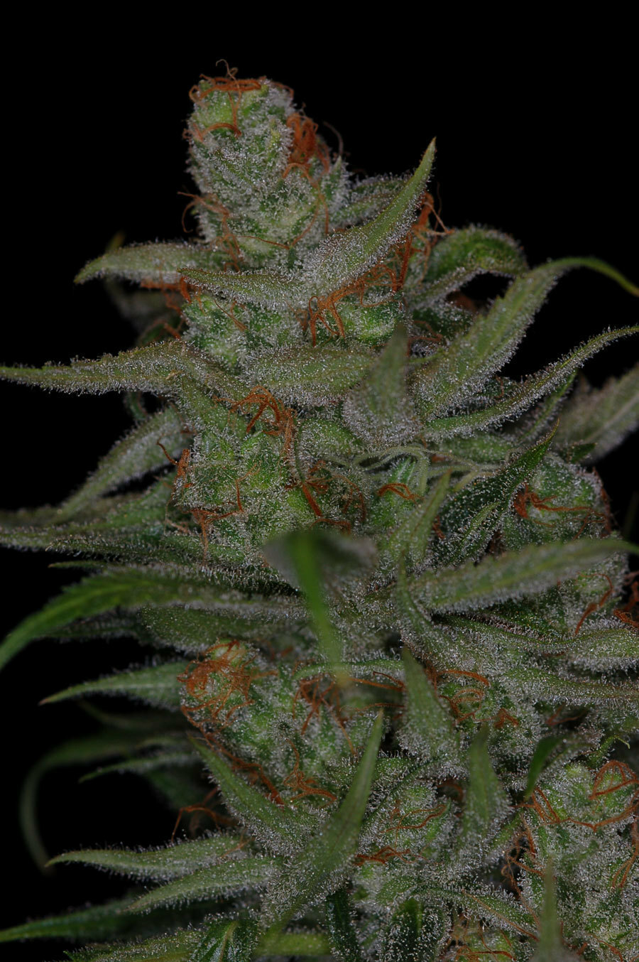 TGA Subcool Seeds - Jack Skellington (reg.)