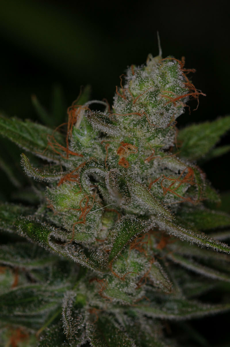 TGA Subcool Seeds - Jack Skellington (reg.)