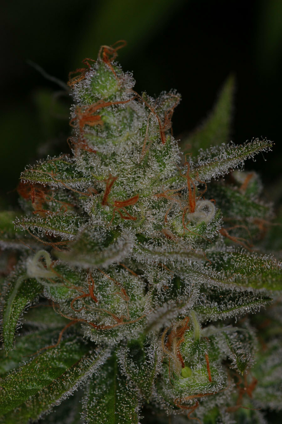 TGA Subcool Seeds - Jack Skellington (reg.)