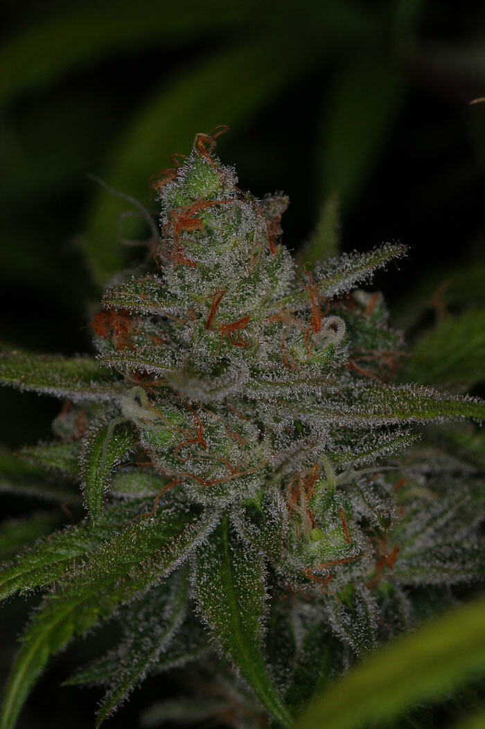 TGA Subcool Seeds - Jack Skellington (reg.)