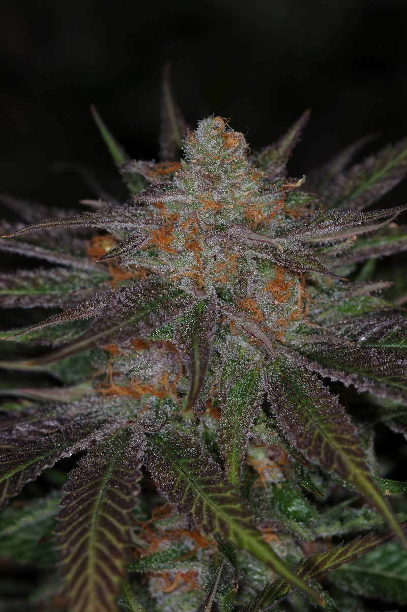 TGA Subcool Seeds - Ripped Bubba (reg.)