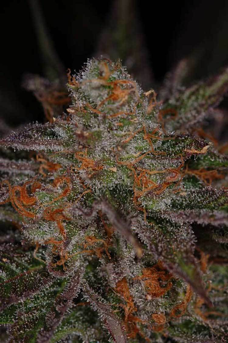 TGA Subcool Seeds - Ripped Bubba (reg.)