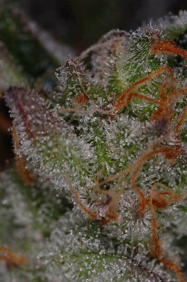 TGA Subcool Seeds - Ripped Bubba (reg.)