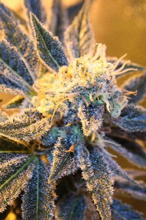 TGA Subcool Seeds - Kaboom (reg.)