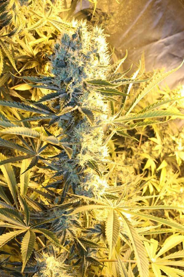 TGA Subcool Seeds - Kaboom (reg.)
