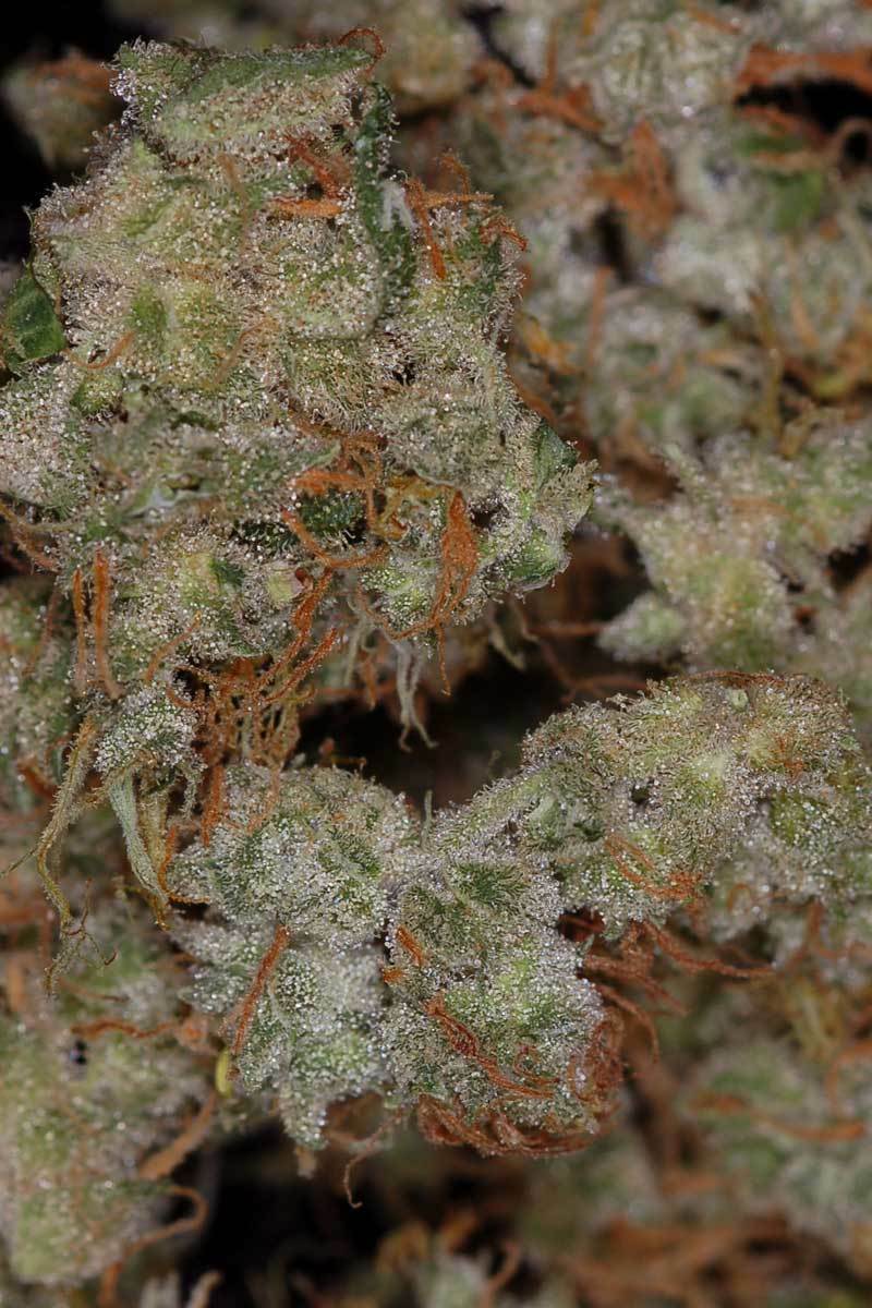 TGA Subcool Seeds - Kaboom (reg.)
