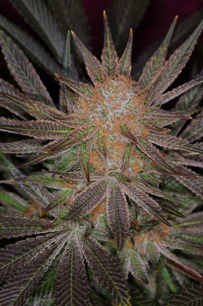 TGA Subcool Seeds - Qrazy Train (reg.)