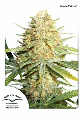 Dutch Passion - Lemon Zkittle (fem.) 05614
