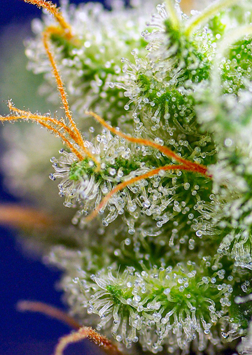 Sweet Seeds - Sweet Zkittlez (fem.)