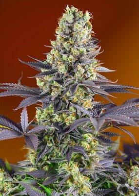 Sweet Seeds - Sweet Zkittlez (fem.) 06828
