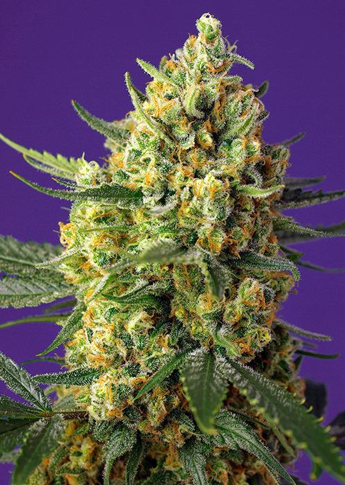 Sweet Seeds - Crystal Candy XL Auto (auto/fem.)