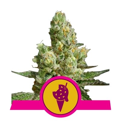 Royal Queen Seeds - Cookies Gelato (fem.) 06833