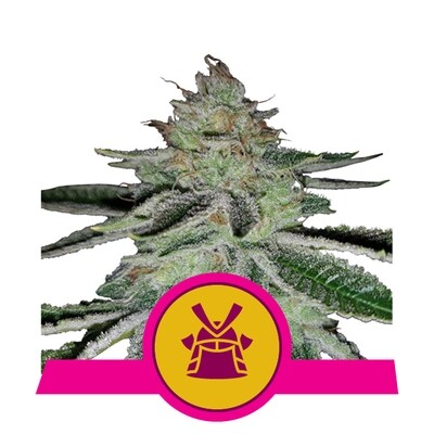 Royal Queen Seeds - Shogun (fem.) 06835
