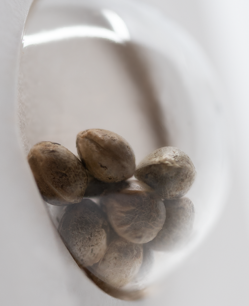 White Label Seeds - Gelato #420 (fem.)