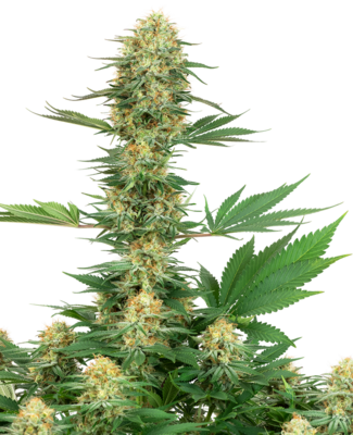 White Label Seeds - Gelato #420 (fem.) 06837
