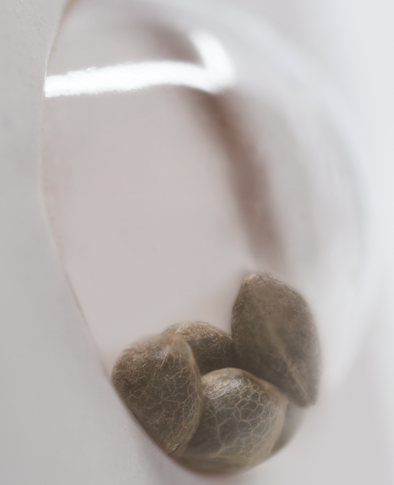 White Label Seeds - Double Banana Kush (fem.)