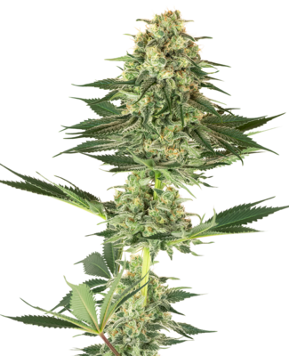 White Label Seeds - Banana Kush (fem.) 06838