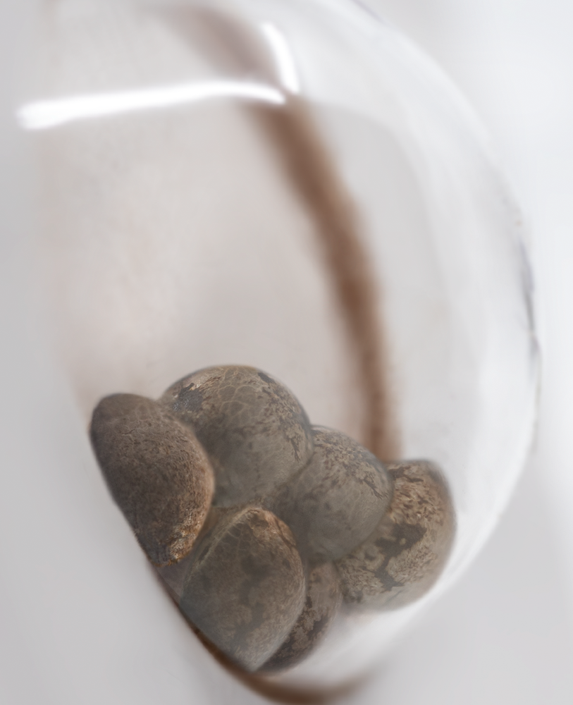 White Label Seeds - Banana Kush (fem.) White Label Seeds - Banana Kush (fem.)