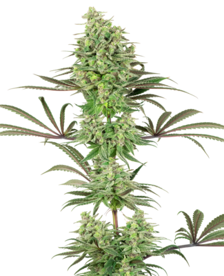 White Label Seeds - Double Banana Kush (fem.) 06839