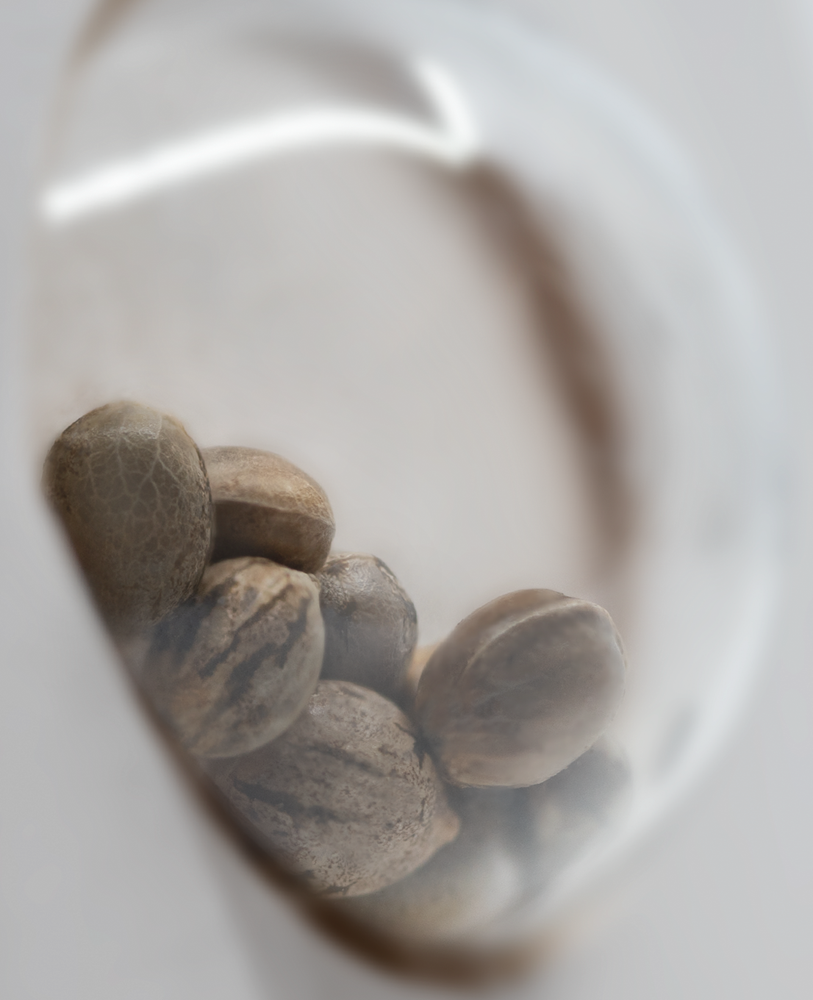 White Label Seeds - Girl Scout Cookies (fem.)