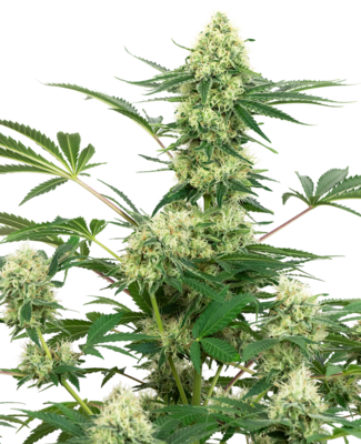 White Label Seeds - Wedding Cheesecake (fem.) 06844