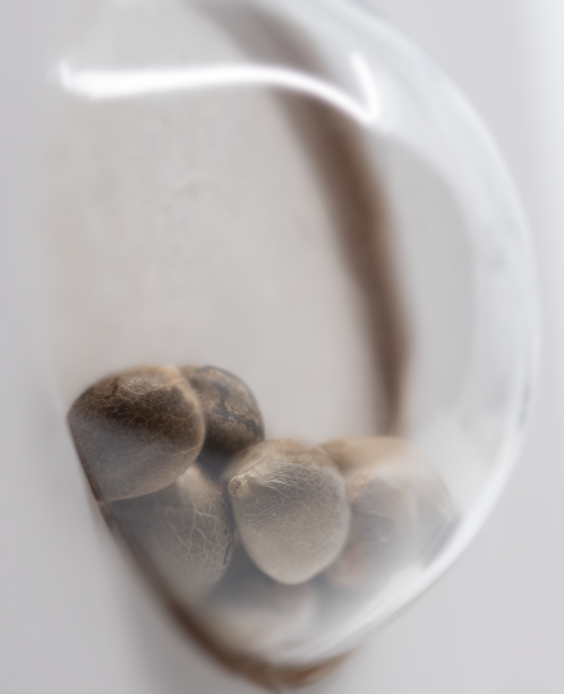 White Label Seeds - Wedding Cheesecake (fem.)