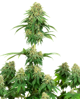 White Label Seeds - Girl Scout Cookies (fem.) 06840