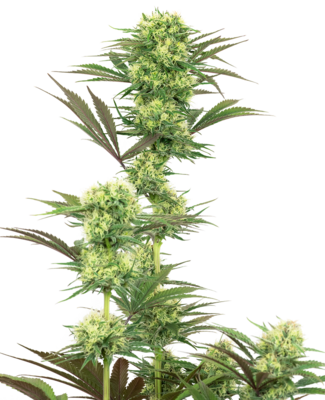 White Label Seeds - Guava Jelly (fem.) 06841