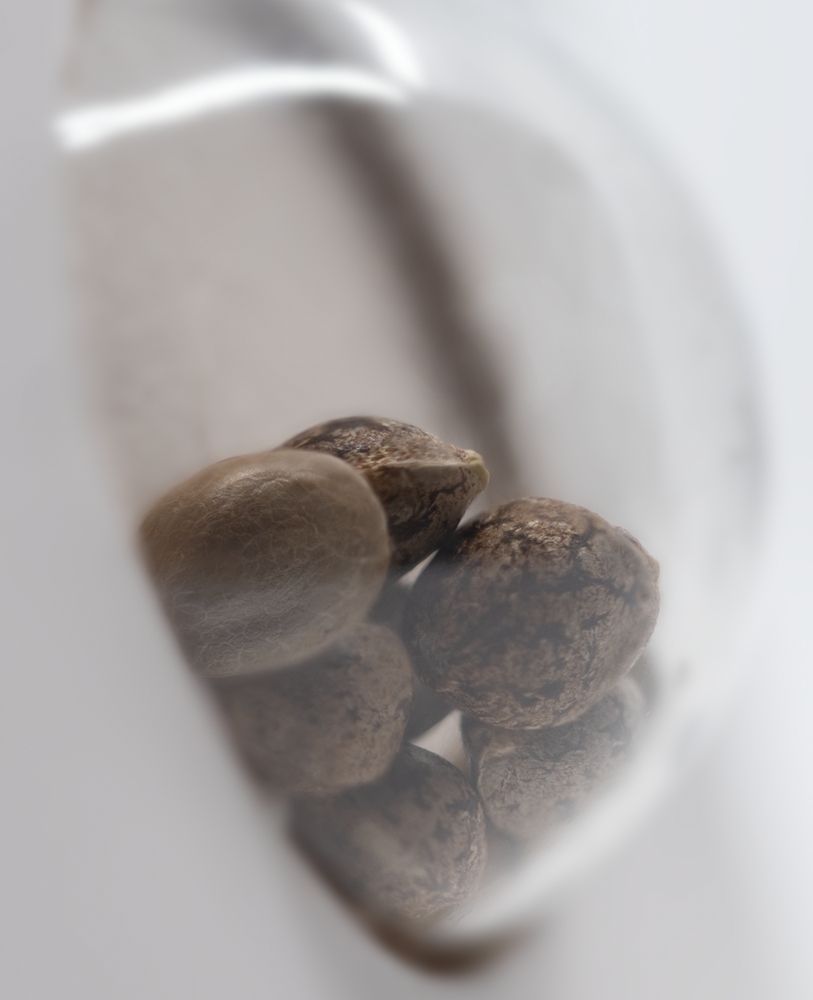 White Label Seeds - Guava Jelly (fem.)