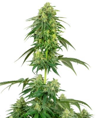 White Label Seeds - Strawberry Kush (fem.) 06843