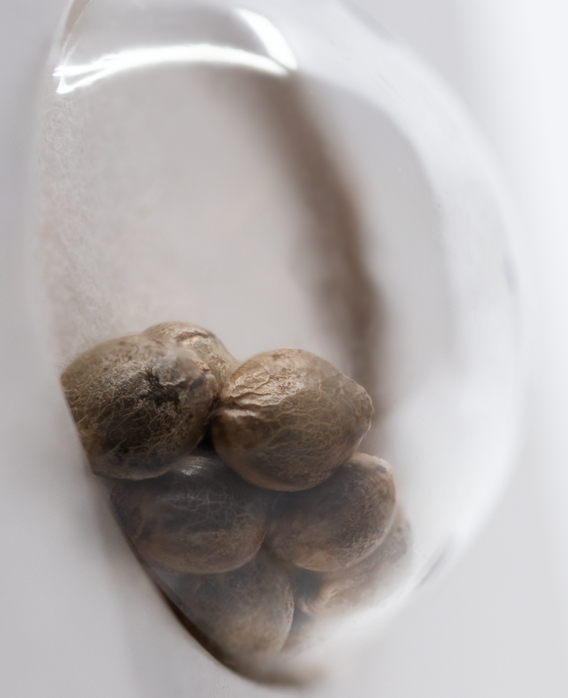 White Label Seeds - Strawberry Kush (fem.)