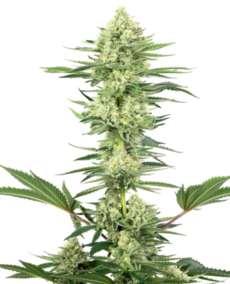 White Label Seeds - White Gorilla Haze (fem.) 06845