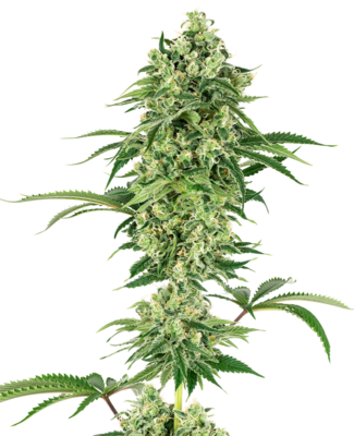 White Label Seeds - Nicole Hindu Kush (fem.) 06842