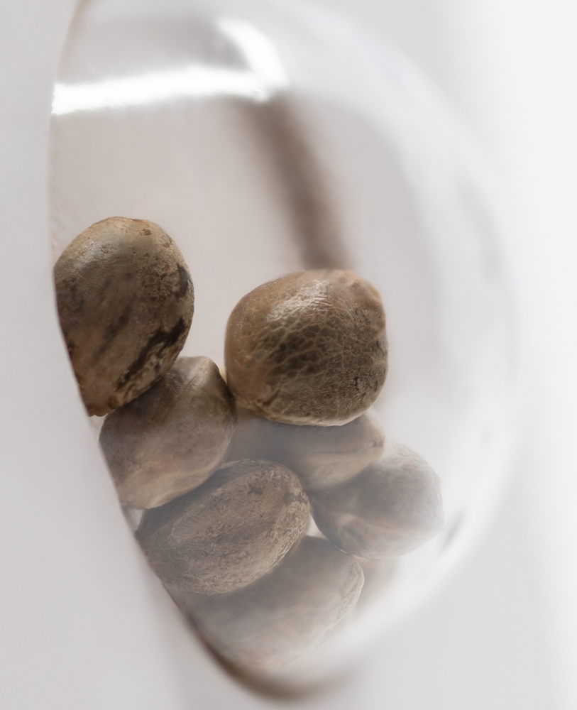White Label Seeds - Nicole Hindu Kush (fem.)