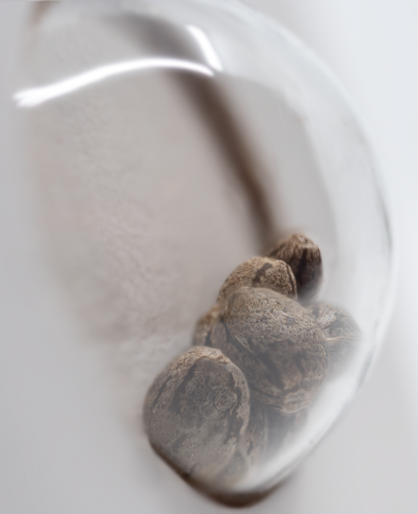 White Label Seeds - White Gorilla Haze (fem.)