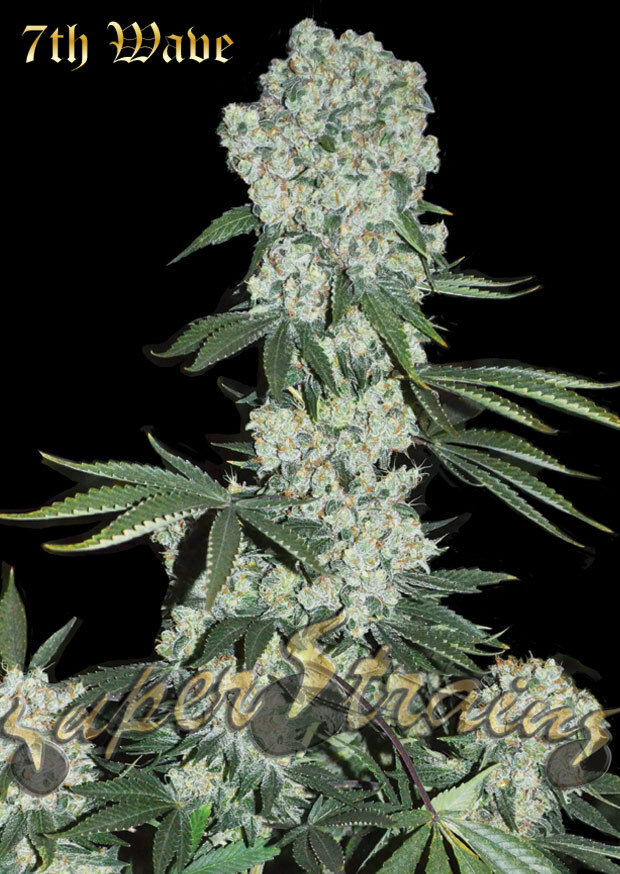 Super Strains Seeds - 7th Wave (fem.)