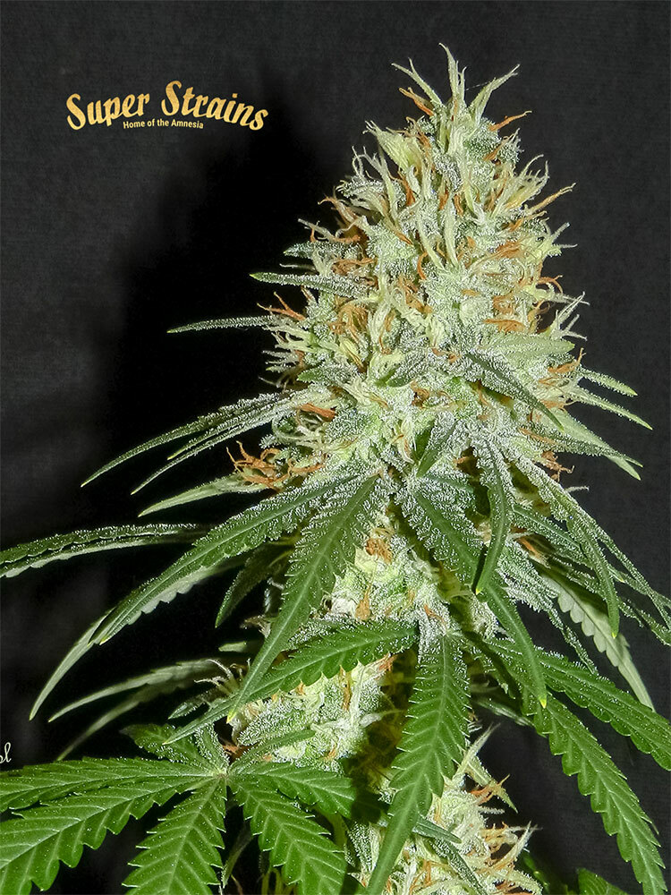 Super Strains Seeds - 7th Wave (fem.)