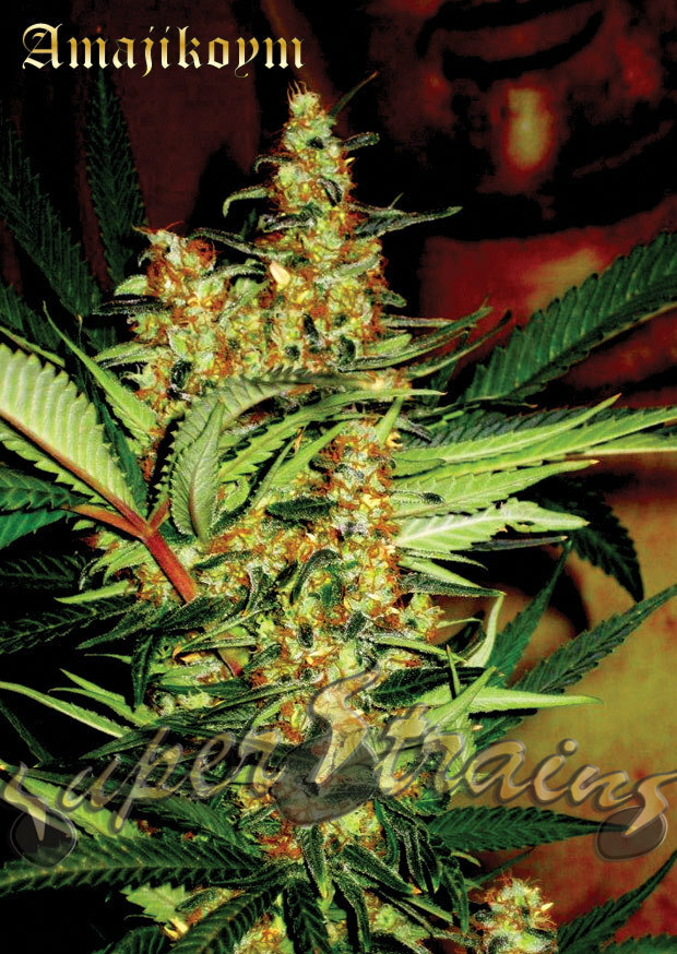 Super Strains Seeds - Amajikoym (fem.)