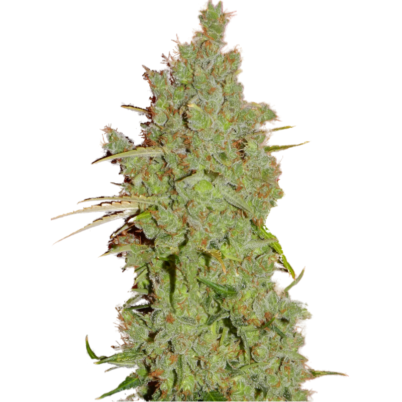 Super Strains Seeds - Amnesia (fem.)