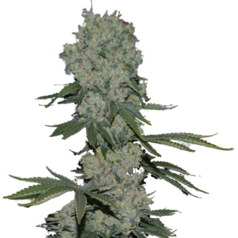 Super Strains Seeds - Enemy Of The State (fem.)