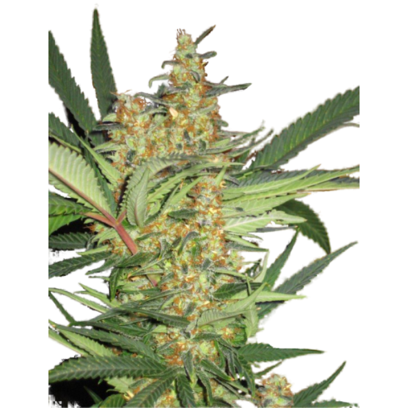 Super Strains Seeds - Amajikoym (fem.)