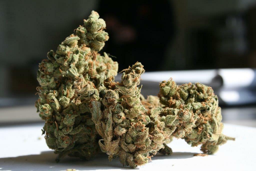 Super Strains Seeds - Amnesia (fem.)