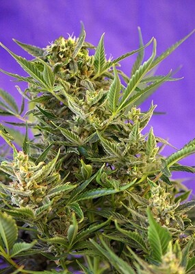 Sweet Seeds - Double White (fem.) 02098