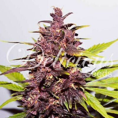 Delicious Seeds - Auto Dark Purple (auto/fem.) 03643